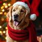 Santa Paws 2025 event image