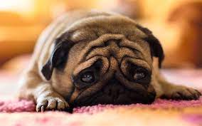 Pin On Animals Wallpapers