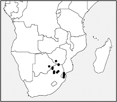 Image result for Tricliceras lobatum