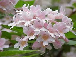 Image result for Kolkwitzia