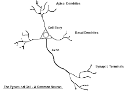 The Nervous System