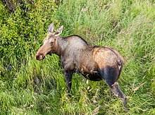 When we get the hump —. Moose Wikipedia