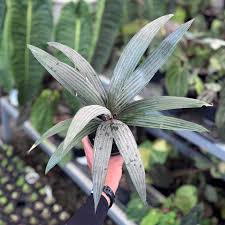 Image result for Samanea leptophylla