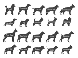Dog Tail Length Shape Position Can Hint At Dog Breed