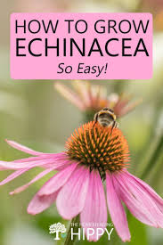 How To Grow Echinacea So Easy The Homesteading Hippy Echinacea Common Garden Plants Growing
