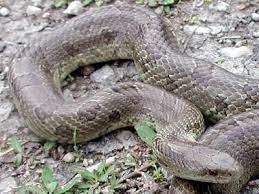 Prairie Kingsnake Lampropeltis Calligaster Calligaster Beautiful Snakes Animals Snake