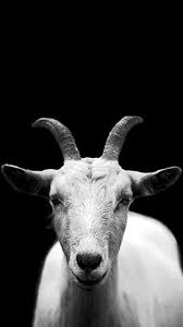 Black And White Goat Wallpaper Grey Goat Animal Wallpaper Goats Cute Goats