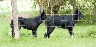For best results, make sure your dog has plenty of fresh air and exercise every day. How To Know If A Border Collie Has A Short Coat Quora