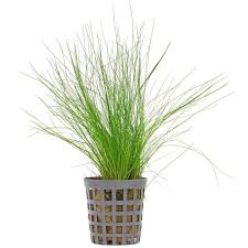 Image result for Eleocharis retroflexa