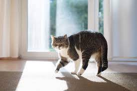 Cat Walking In Circles And Meowing
