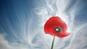 Mavi Gokyuzune Karsi Gelincik Hdresim Net Suluboya Cicekler Kavramsal Fotografcilik Gelincik