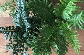 Maidenhair fern has light green delicate foliage on arching brown to brownish black shiny fine stems, growing from underground rhizomes. Episode 58 Indoor Ferns Or How Not To Kill Your Darlings Jane Perrone