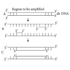 The polymerase chain reaction (pcr) is one of the most important and powerful technique, that is being the pcr amplification occurs by repeated cycles of three temperature dependent steps The Given Figure Shows Three Steps A B C Of Polymerase Chain Reaction Pcr Select The Option Giving Correct Identification Together With What It Represents