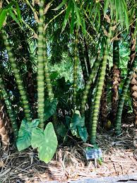 Image result for Bambusa vulgaris