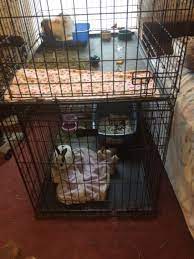 Old Dog Crates Used As Rabbit Cages 2nd Floors Will Be Put In Soon Making A Bunny Condo Kinda Thing Dog Crate Bunny Cages Rabbit Cages
