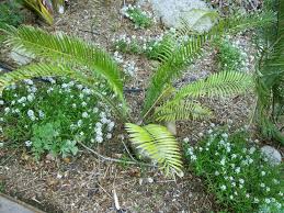 Image result for Encephalartos aplanatus