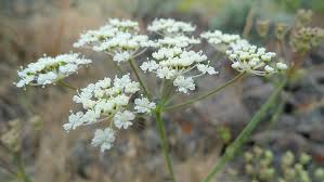 Image result for Wajira grahamiana