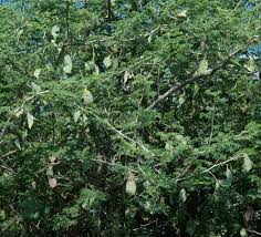 Image result for Acacia fleckii