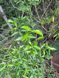 Image result for Coptosperma