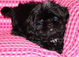 Beautiful Black Akc Female Shih Tzu Puppy Shih Tzu Puppy Shitzu Puppies Shitzu Dogs