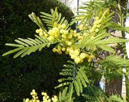 Mimosa Acacia Dealbata Jeremy Bartlett S Let It Grow Blog Mimosa Flower Mimosa Tree Mimosa