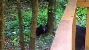 Info@cccabins.com featured cabins sky's the limit Black Bear Charges Near Helen Georgia Youtube