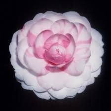 E G Waterhouse Variegated Non Retic Hybrid Camelias Camelia Flores