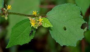 Image result for Triumfetta dekindtiana