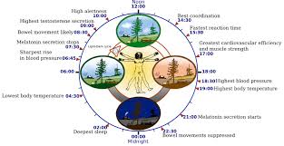 Chinese Medicine Clock Wild Earth Acupuncture Portland