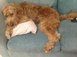 1st shots and 3rd deworm.they we're born on june. Irish Doodle Irish Setter Poodle Mix Facts Temperament Training Diet Puppies Pictures