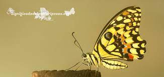 Mariposas Amarillas Caracteristicas