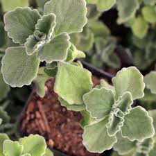Image result for Plectranthus alboviolaceus