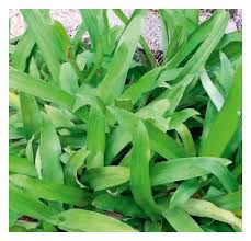 Image result for Murdannia tenuissima