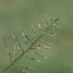 Image result for Sporobolus coromandelianus