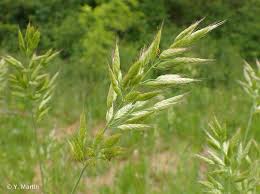 Le brome est utilisé dans le traitement de l'eau de piscine. Bromus Hordeaceus L 1753 Brome Mou Presentation