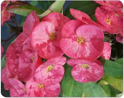 Image result for Euphorbia kilwana