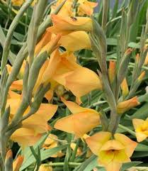 Image result for Gladiolus dalenii