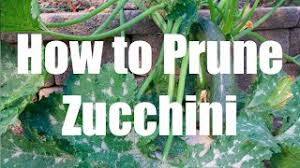 Check spelling or type a new query. How To Prune A Zucchini Squash Plant Youtube