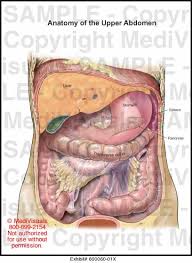 And filtering contaminants from lymph. Anatomy Of The Upper Abdomen Medical Illustration Medivisuals