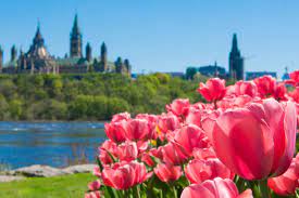Canadian Tulip Festival Tulip Flower Photos Tulips Tulip Festival
