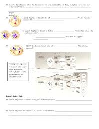 Mitosis worksheet matching mitosis worksheet answers homeschooldressage eagles coloring page. Mitosis Vs Meiosis Worksheet