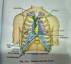 Anatomy of the human rib cage. Draw A Neat Well Labelled Diagram Of Human Rib Cage Brainly In