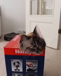 Fun Time With Cats Www Majaempfiehlt De Susse Tiere Lustige Susse Katzen Katzen