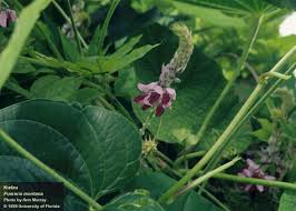 Image result for Pueraria