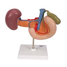 Browse 1,108 female upper torso stock photos and images available, or start a new search to explore more stock photos and images. Life Size Model Of Rear Organs Of Upper Abdomen 3b Smart Anatomy 1000309 3b Scientific K22 2 Anatomical Models Anatomy Teaching Models Digestive System Models