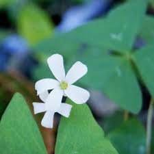 Image result for Oxalis oligotricha