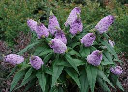 What are the most fragrant flowers? 10 Faithfully Fragrant Annuals Perennials And Shrubs Proven Winners