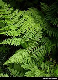 Image result for Dryopteris antarctica