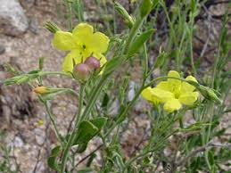 Image result for Menodora heterophylla