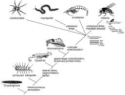 Can a quadrupedal animal like a horse splay. Fossils Genes And The Evolution Of Animal Limbs Nature